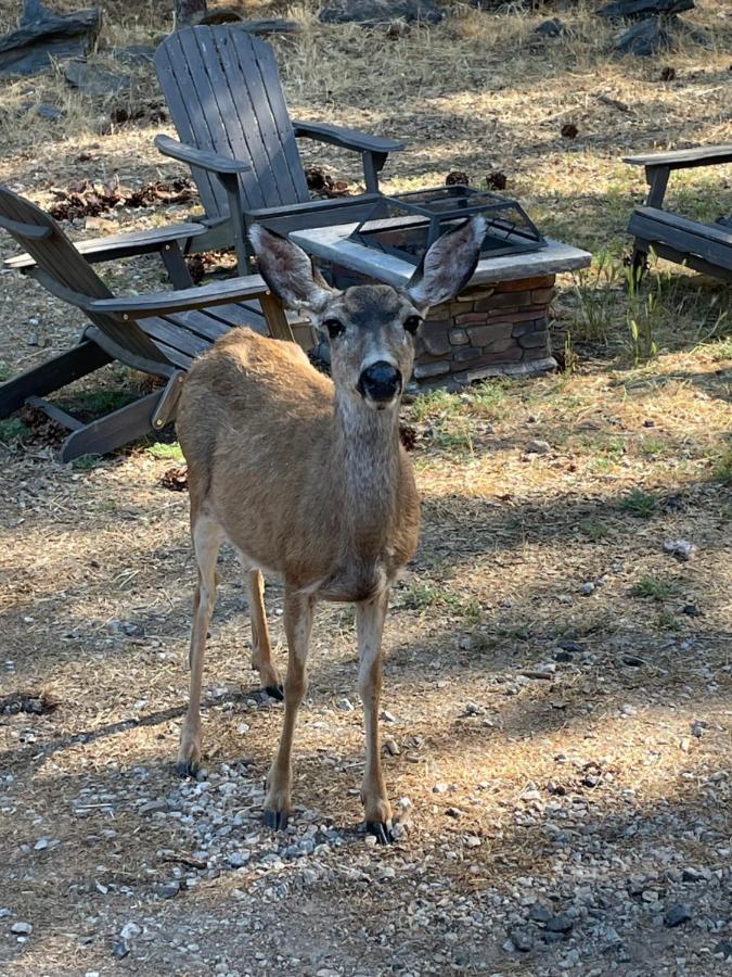 Yosemite Escapes - Pine Mountain Lake Groveland Eksteriør bilde